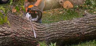 Trusted Vermilion, OH  Tree Services Experts