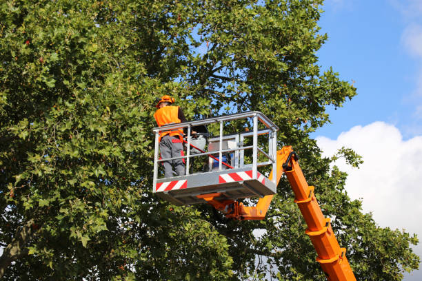 Leaf Removal in Vermilion, OH